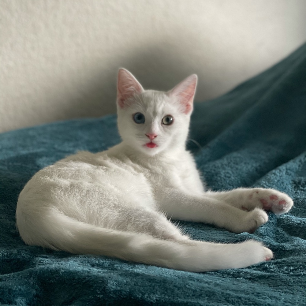 Meet your Posher, Aysel